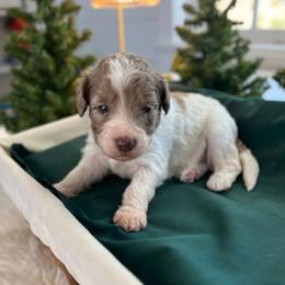 Prince Caspian - White and red merle male Bordoodle puppy in Valley Center, California from Circle R Valley Bordoodls