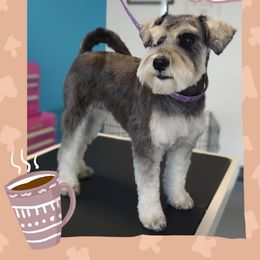 Phyllis - Miniature Schnauzer