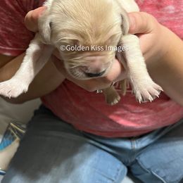 Golden Retriever Puppies from Golden Kiss Retrievers