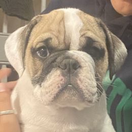 Bulldogs from Ashley's Bulldogs