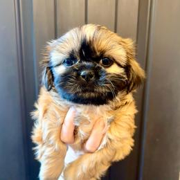 Hercules - Black gold and white male Shih Tzu puppy in Stroud, Oklahoma from Laik’s Little Shihtz & Poms