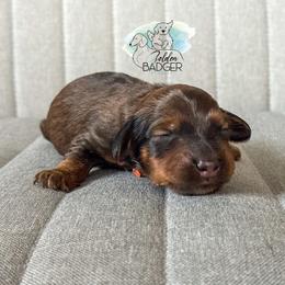 Orange Collar - Red male Dachshund puppy in Cheyenne, Wyoming from Golden Badger Kennels