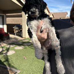 Martina - Parti female Goldendoodle puppy in Mesa, Arizona from Schmidt’s Doxies N Doodles
