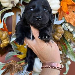 Solid black boy - Black male Dachshund puppy in Payette, Idaho from NT Mini Doxies