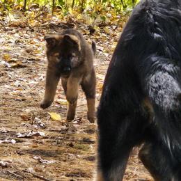 German Shepherd Puppies from Fern Hill Kennel
