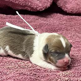 Girl 4 - Sable female Pembroke Welsh Corgi puppy in Ocala, Florida from Dolan Farms Corgis