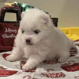 Isabella - Cream parti female Pomeranian puppy in New Lenox, Illinois from Illinois Poms