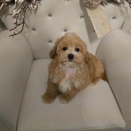 Koda - Apricot male Maltipoo puppy in Washington from Mt.BakerPoodles&Doodles