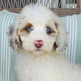Barry - Merle male Bernedoodle puppy in Glenford, Ohio from Mi-De Doodles