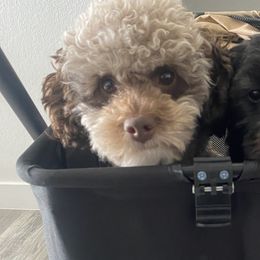 Poodles from Kayla's K9s