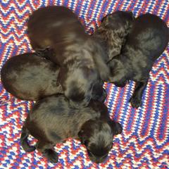 Whoodle puppies from Willowdale Doodles