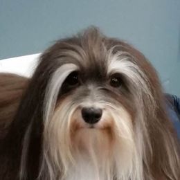 Biewer Terriers, Cotons de Tulear, Havanese, and Pugs from Liberty Show Dogs