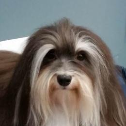 Biewer Terriers, Cotons de Tulear, Havanese, and Pugs from Liberty Show Dogs