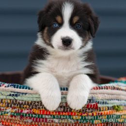 Australian Shepherd Puppies from Hilltop Aussies