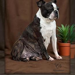 Koko - Boston Terrier