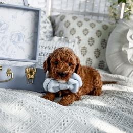 Boy 2 - Red  male Goldendoodle puppy in Spokane, Washington from Dream Doodles in Spokane WA