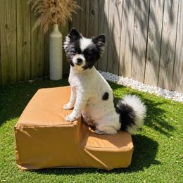 Cupcake - Pomeranian