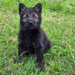 Pink Girl - Venus - Sable female German Shepherd puppy in Purdon, Texas from TEXAS DDR GSD