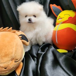 Pomeranian Puppies from Glacial Pomeranians