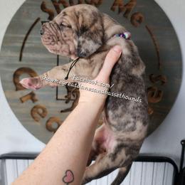 Purple Collar - Merle female Great Dane puppy in Alton, Illinois from Show Me Great Danes and Basset Hounds