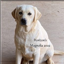 Magnolia - Labrador Retriever
