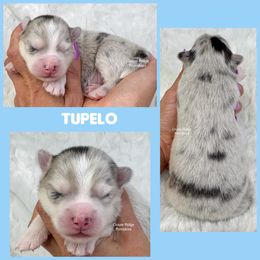 Tupelo - Merle male Pomsky puppy in Sheffield, Iowa from Clover Ridge Pomskies