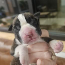 Not for sale - Brindle female Boxer puppy in Ennis, Montana from Vintage Boxers