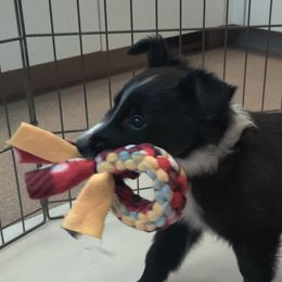 Old Time Scotch Collie Puppies from Lanz Hollow Farm