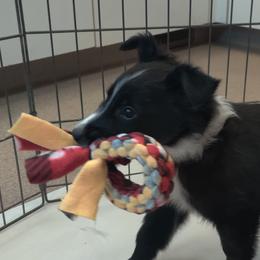 Old Time Scotch Collie Puppies from Lanz Hollow Farm