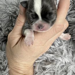 Maverick (silver blue and white) - Silver and white male Chihuahua puppy in Laurel, Mississippi from Home of Tiny Chihuahuas