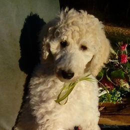 Ahliv Olive Girl - Poodle puppy in Minnesota from Talisman Poodles