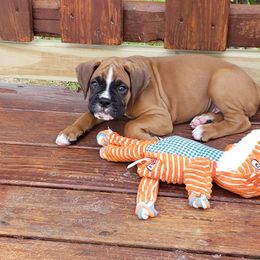 Boxer Puppies from Elevated Boxers