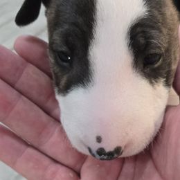 Bull Terriers from KBs. Bull Terriers