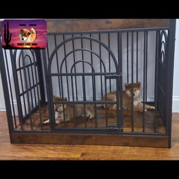 Shiba Inu Puppies from Sunset State Shiba