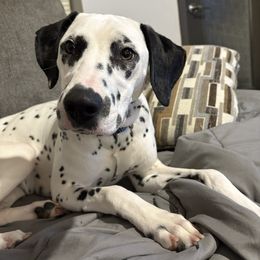 Ember - Dalmatian