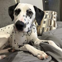 Ember - Dalmatian