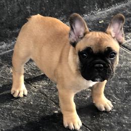 French Bulldogs and Mastiffs from Ashlan French Bulldogs/Divine Mastiffs