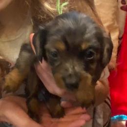 Rumi - Dapple female Dachshund puppy in Elizabethtown, Kentucky from Teeny Tiny Puppy Tails