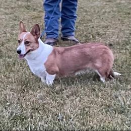 Phoenix - Cardigan Welsh Corgi