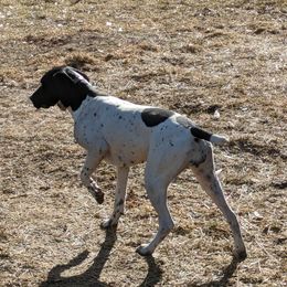 Luci - German Shorthaired Pointer
