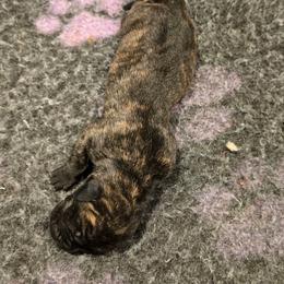 Male 2 - Tiger male Perro de Presa Canario puppy in Pocahontas, Illinois from Cabeza Grande Kennel