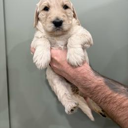 Mia - Cream female Goldendoodle puppy in Mesa, Arizona from Schmidt’s Doxies N Doodles