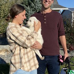 Golden Retriever and Jack Russell Terrier Puppies from Shelby Burleson's Golden Retrievers and Jack Russell Terriers