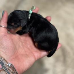Georgia - Tri-color female Cavapoo puppy in Carmichaels, Pennsylvania from Honey & Lemon Royalty