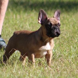 American Bulldog, French Bulldog, and Shorty Bull Puppies from Bingham's Bulldogs LLC