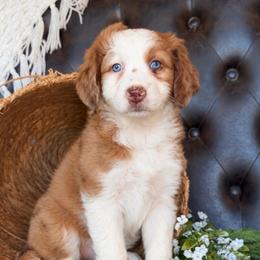 Chloe- Has Videos - Red merle female Aussiedoodle puppy in Troy, South Carolina from Lana Corley- Australian Shepherds of 3/W Farms