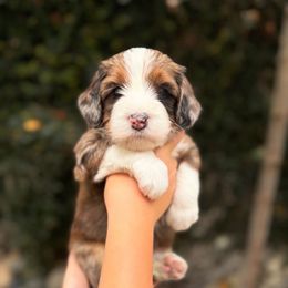 Birch - Merle male Bernedoodle puppy in Huntington Beach, California from The Canine Society
