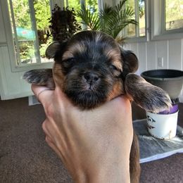 Shih Tzu Puppies from Wandering Tzu