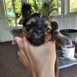 Shih Tzu Puppies from Wandering Tzu