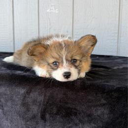 Dolly - Red female Pembroke Welsh Corgi puppy in Mc Cammon, Idaho from Sunny J Corgis and Mini Americans